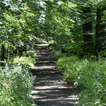 Wąska ścieżka w lesie