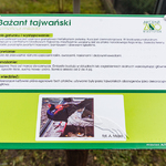Wypukła tabliczka informacyjna z ryciną bażanta tajwańskiego